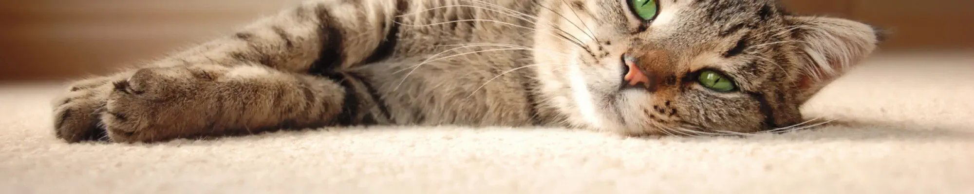 Pet friendly carpet Flooring in a Gallatin TN home